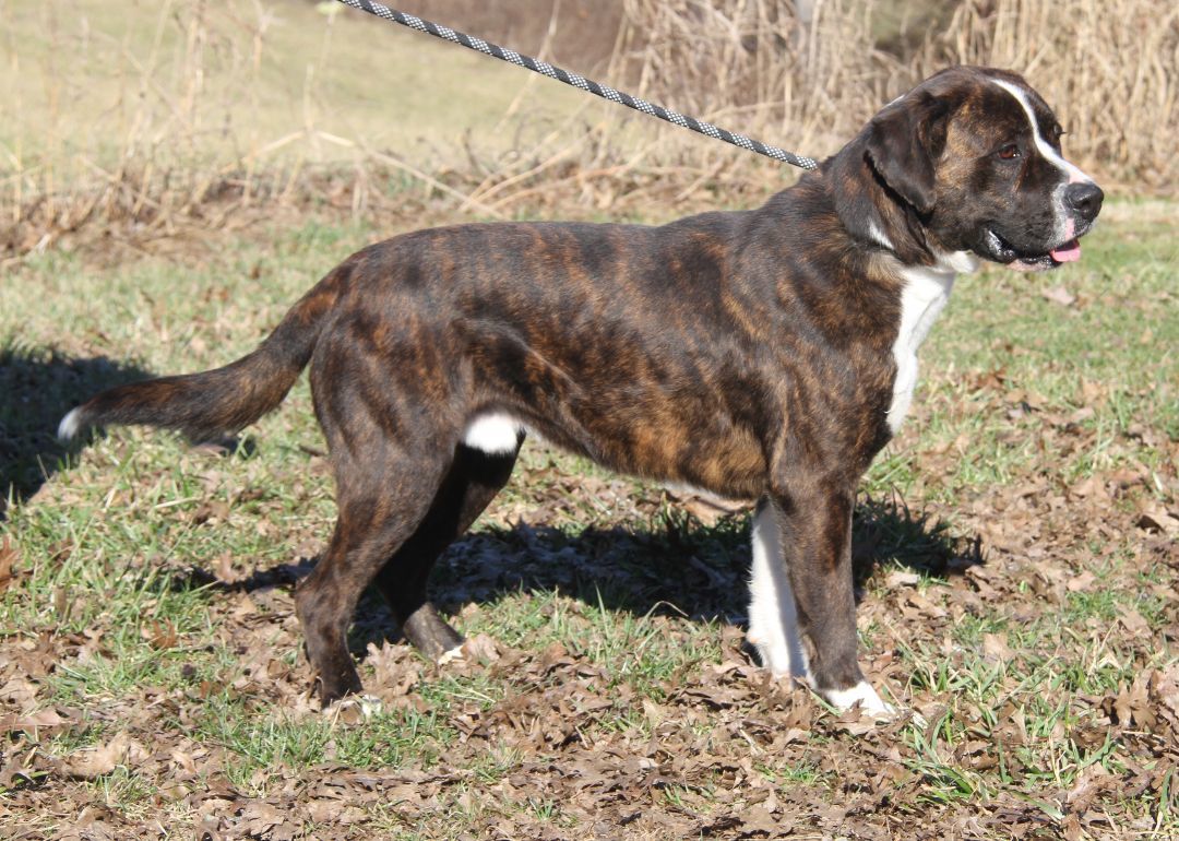 Duke (Neutered) (Bonded Pair w/Lucy), an adoptable Boxer in Marietta, OH, 45750 | Photo Image 1