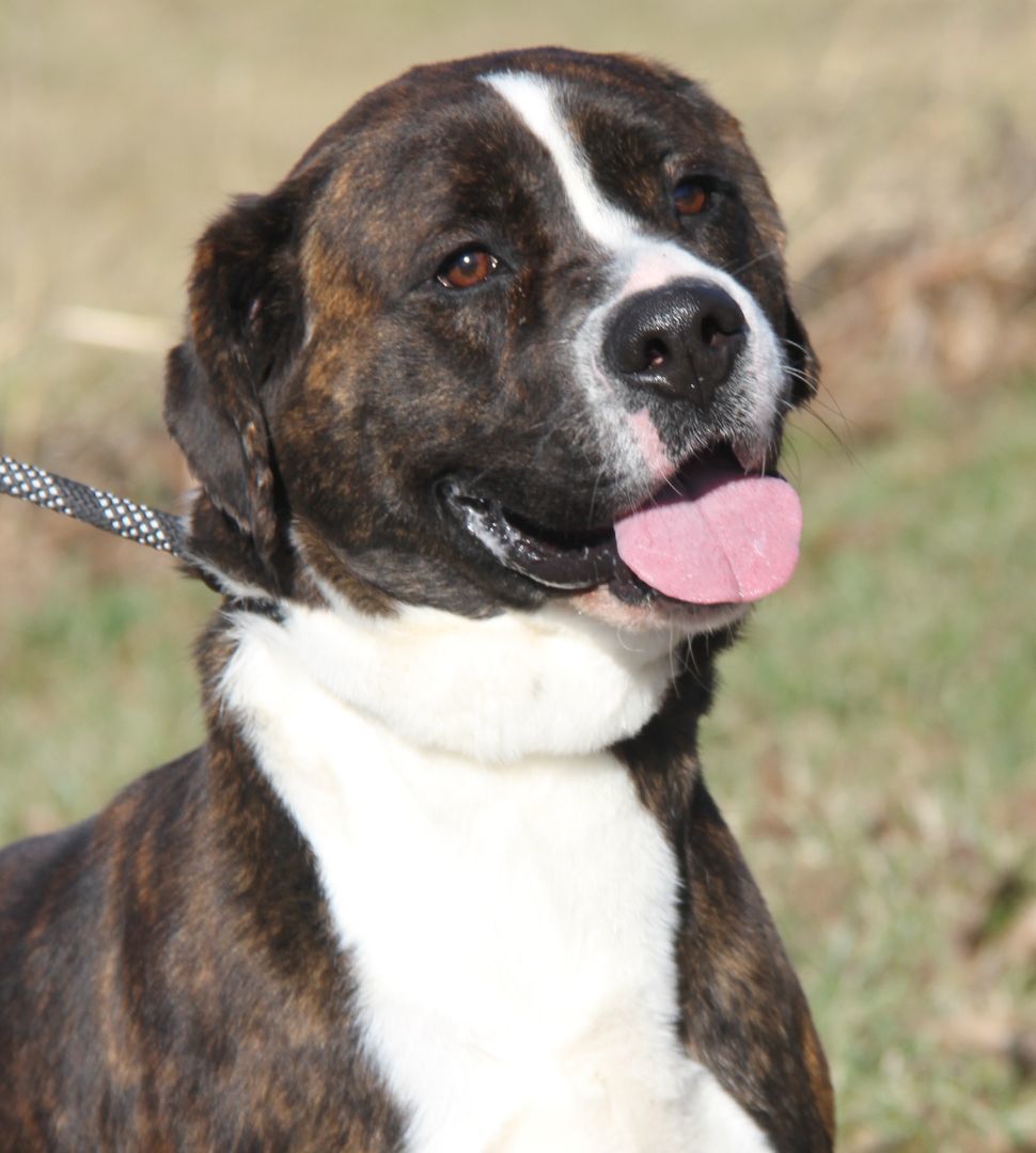 Duke (Neutered) (Bonded Pair w/Lucy), an adoptable Boxer in Marietta, OH, 45750 | Photo Image 4