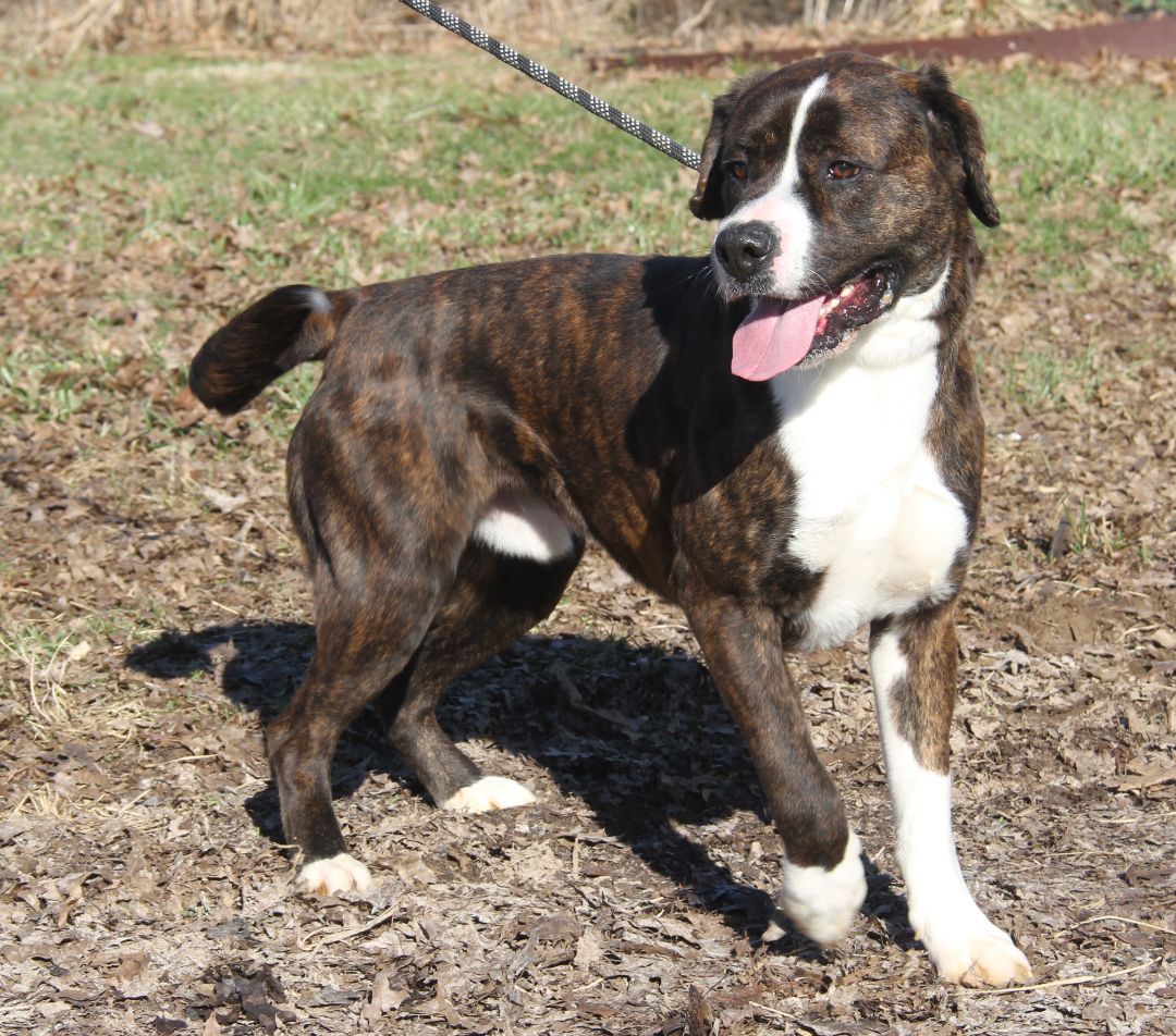 Duke (Neutered) (Bonded Pair w/Lucy), Adoptable, Adult Male Boxer.
