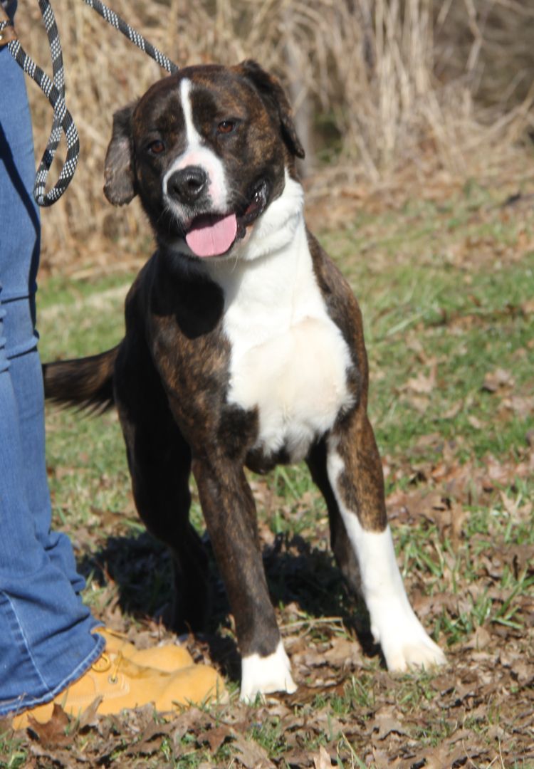 Duke (Neutered) (Bonded Pair w/Lucy), an adoptable Boxer in Marietta, OH, 45750 | Photo Image 2