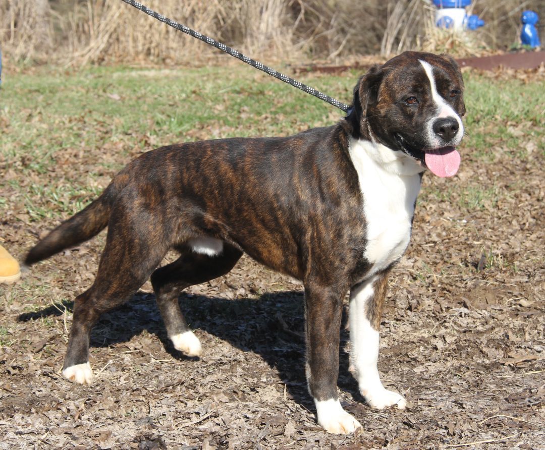 Duke (Neutered) (Bonded Pair w/Lucy), an adoptable Boxer in Marietta, OH, 45750 | Photo Image 6