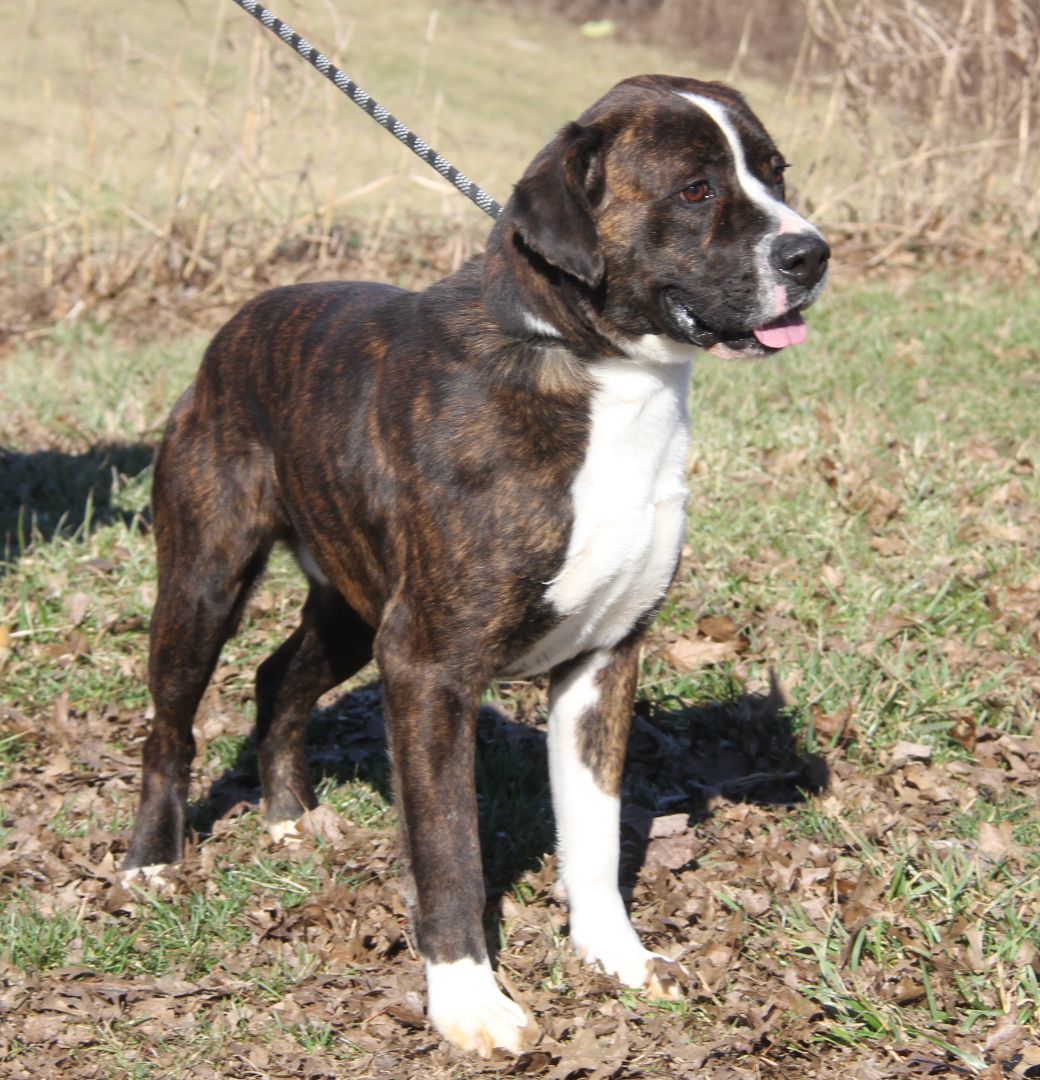 Duke (Neutered) (Bonded Pair w/Lucy), an adoptable Boxer in Marietta, OH, 45750 | Photo Image 3