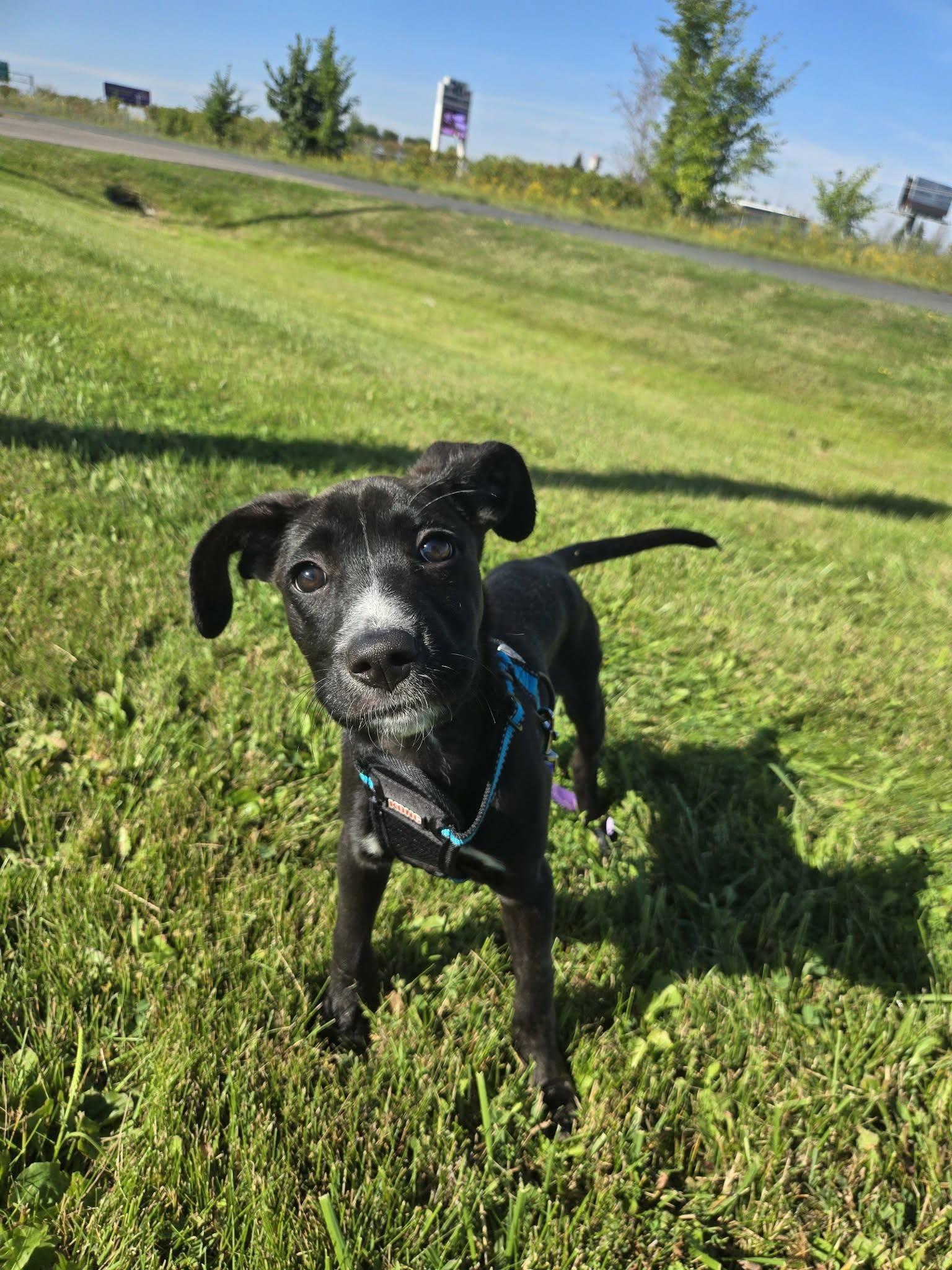 Jawcelyn, adopted, Puppy Female Labrador Retriever.
