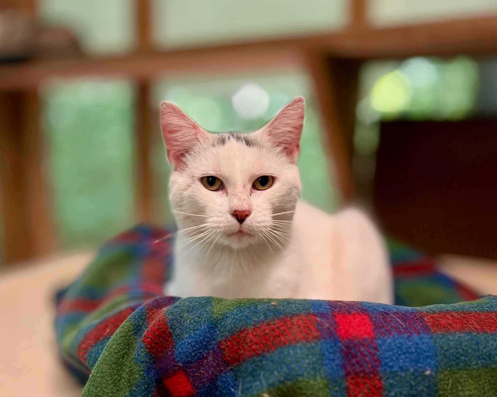 Zoomer, a Adoptable Domestic Short Hair in Talbott, TN image 3/5