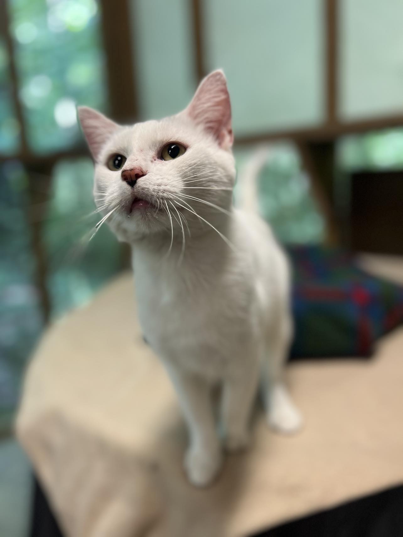 Zoomer, a Adoptable Domestic Short Hair in Talbott, TN image 2/5