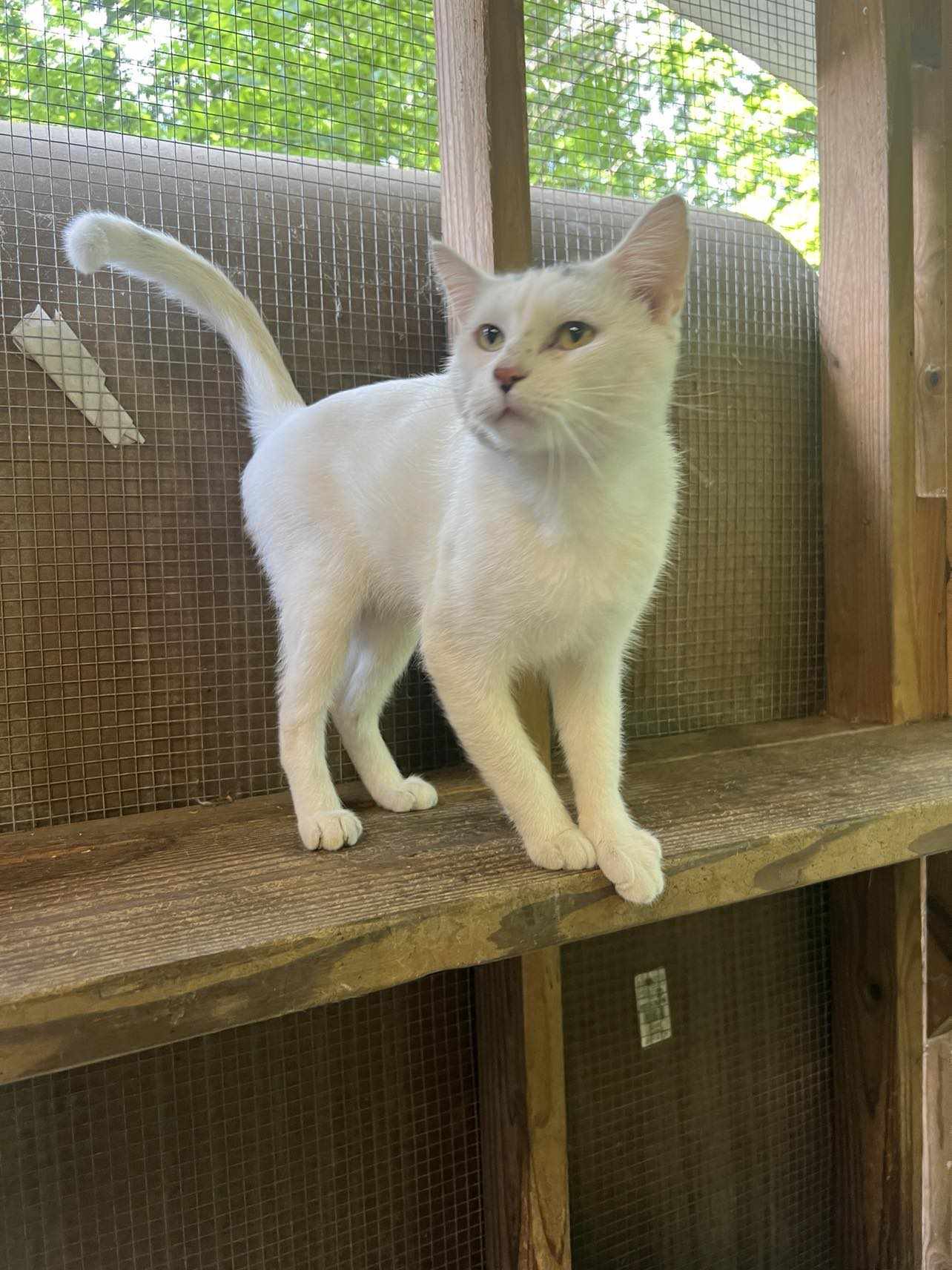 Zoomer, a Adoptable Domestic Short Hair in Talbott, TN image 1/5