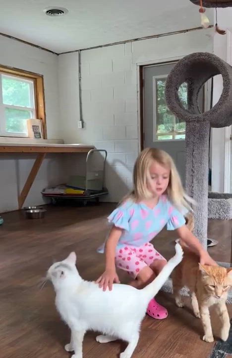 Enlarge Zoomer, a Adoptable Domestic Short Hair in Talbott, TN video 4/5