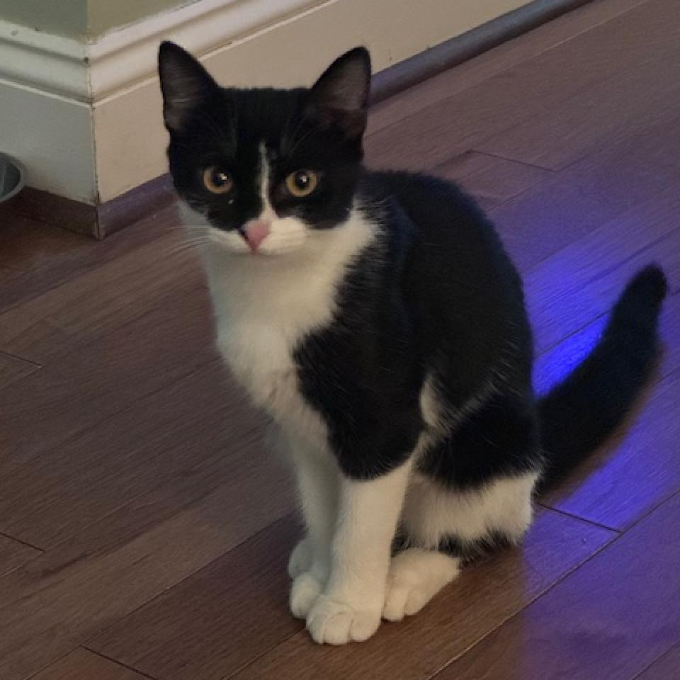 Oreo, an adoptable Domestic Short Hair in Stokesdale, NC_image-1