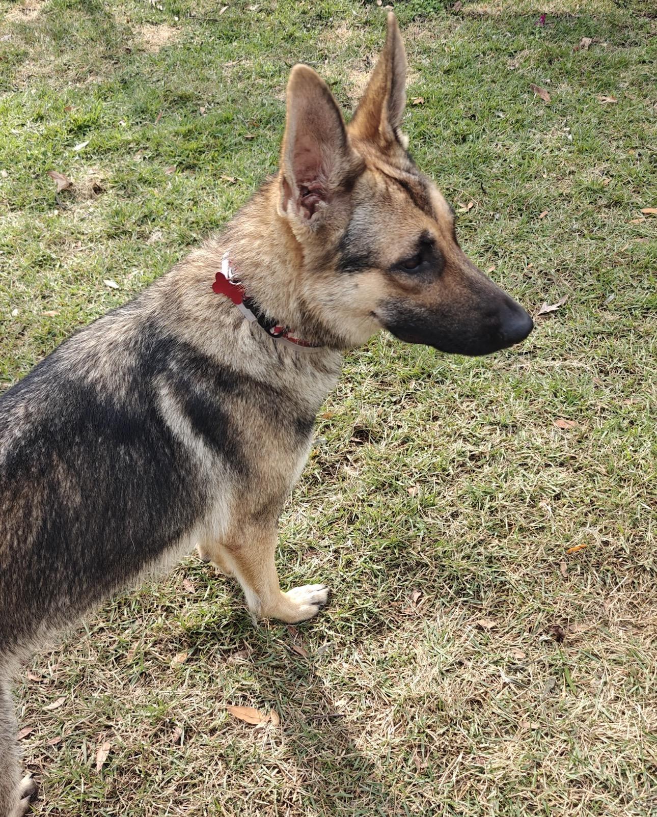 Emma, ADOPTABLE, Young Female German Shepherd Dog.
