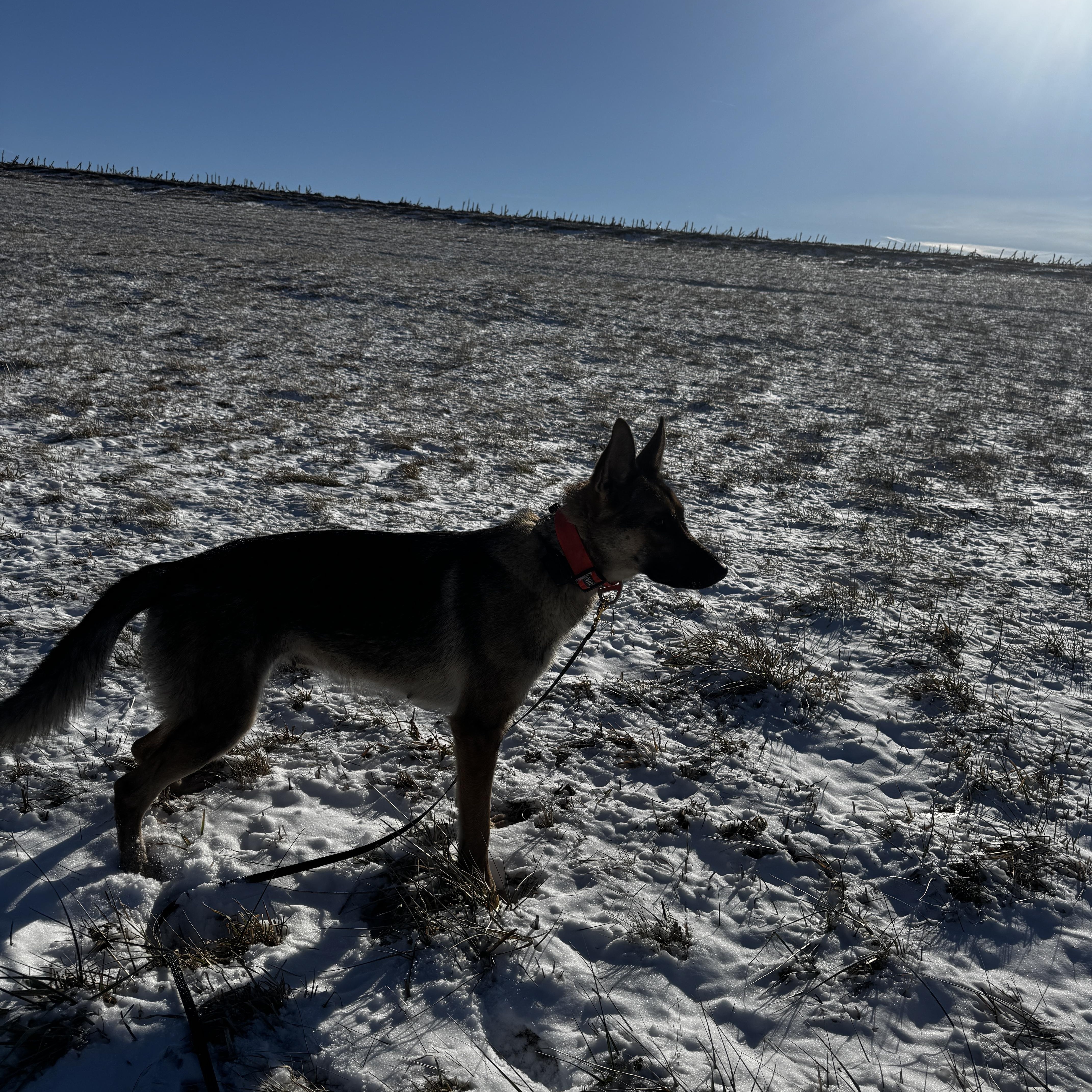Enlarge Emma, a ADOPTABLE German Shepherd Dog in Kankakee, IL image 5/6