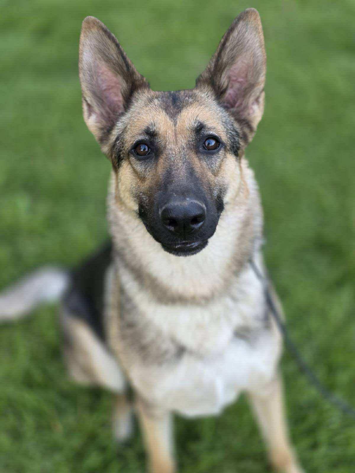 Emma, a ADOPTABLE German Shepherd Dog in Kankakee, IL image 1/6