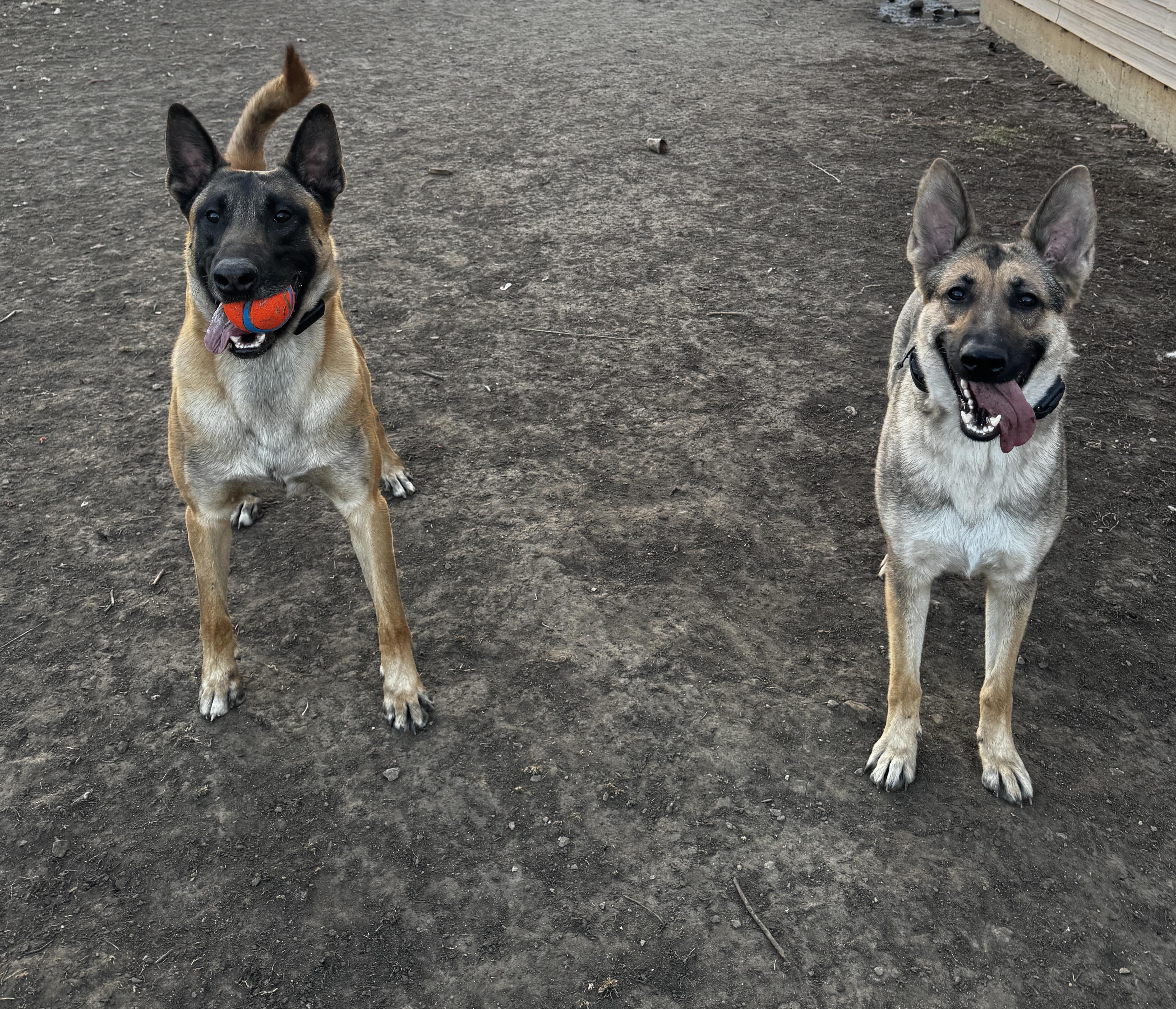 Enlarge Emma, a ADOPTABLE German Shepherd Dog in Kankakee, IL image 6/6