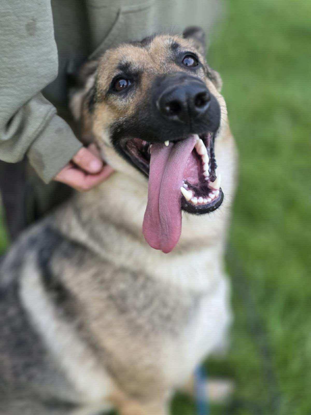 Emma, a ADOPTABLE German Shepherd Dog in Kankakee, IL image 3/6