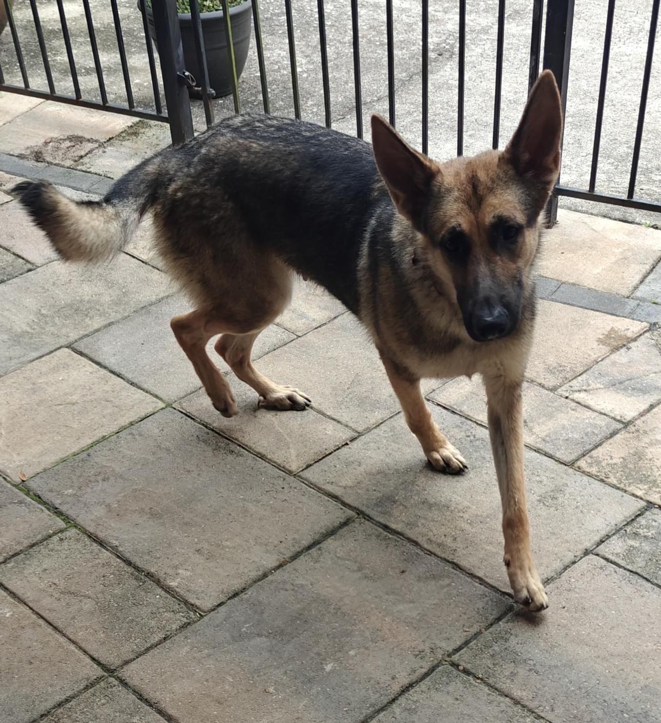 Enlarge Emma, a ADOPTABLE German Shepherd Dog in Kankakee, IL image 3/3