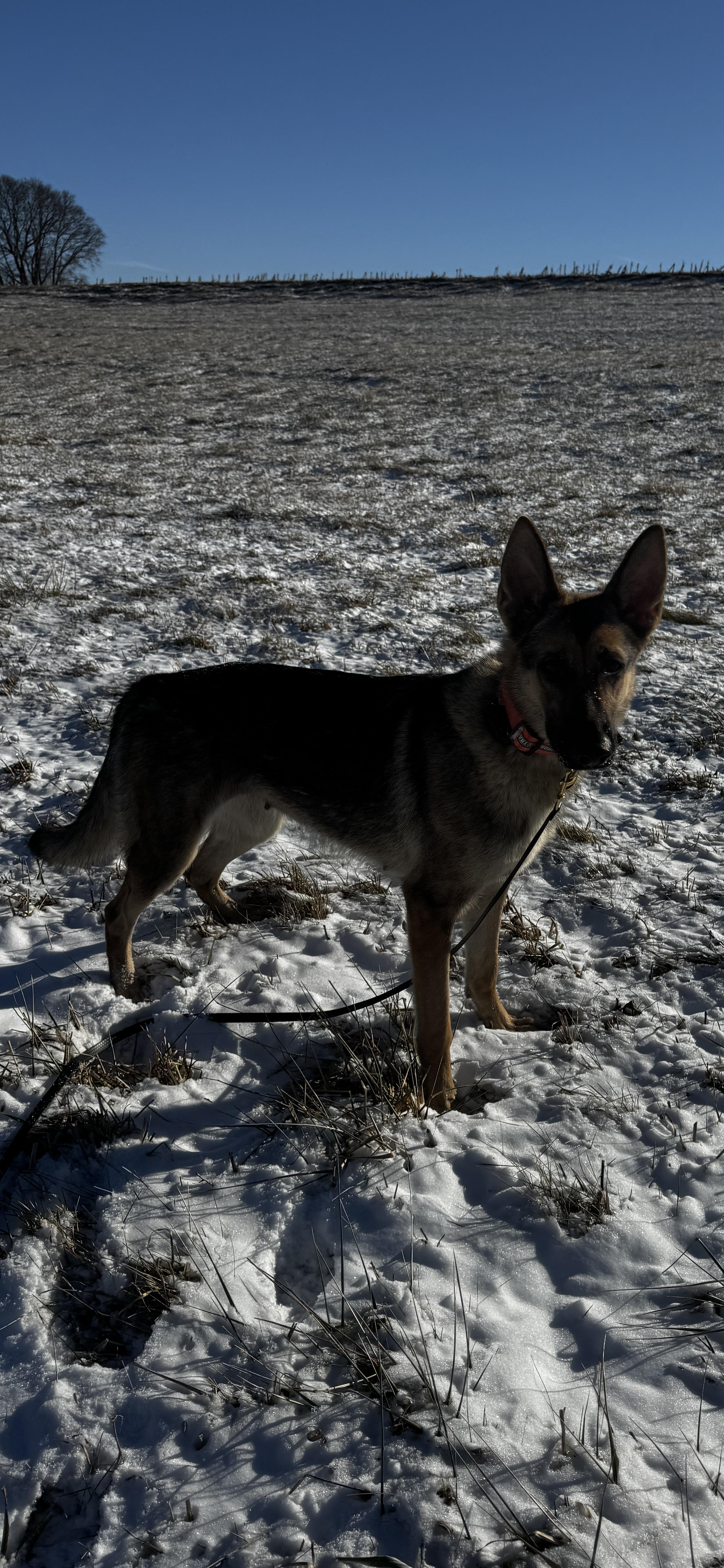 Enlarge Emma, a ADOPTABLE German Shepherd Dog in Kankakee, IL image 6/6
