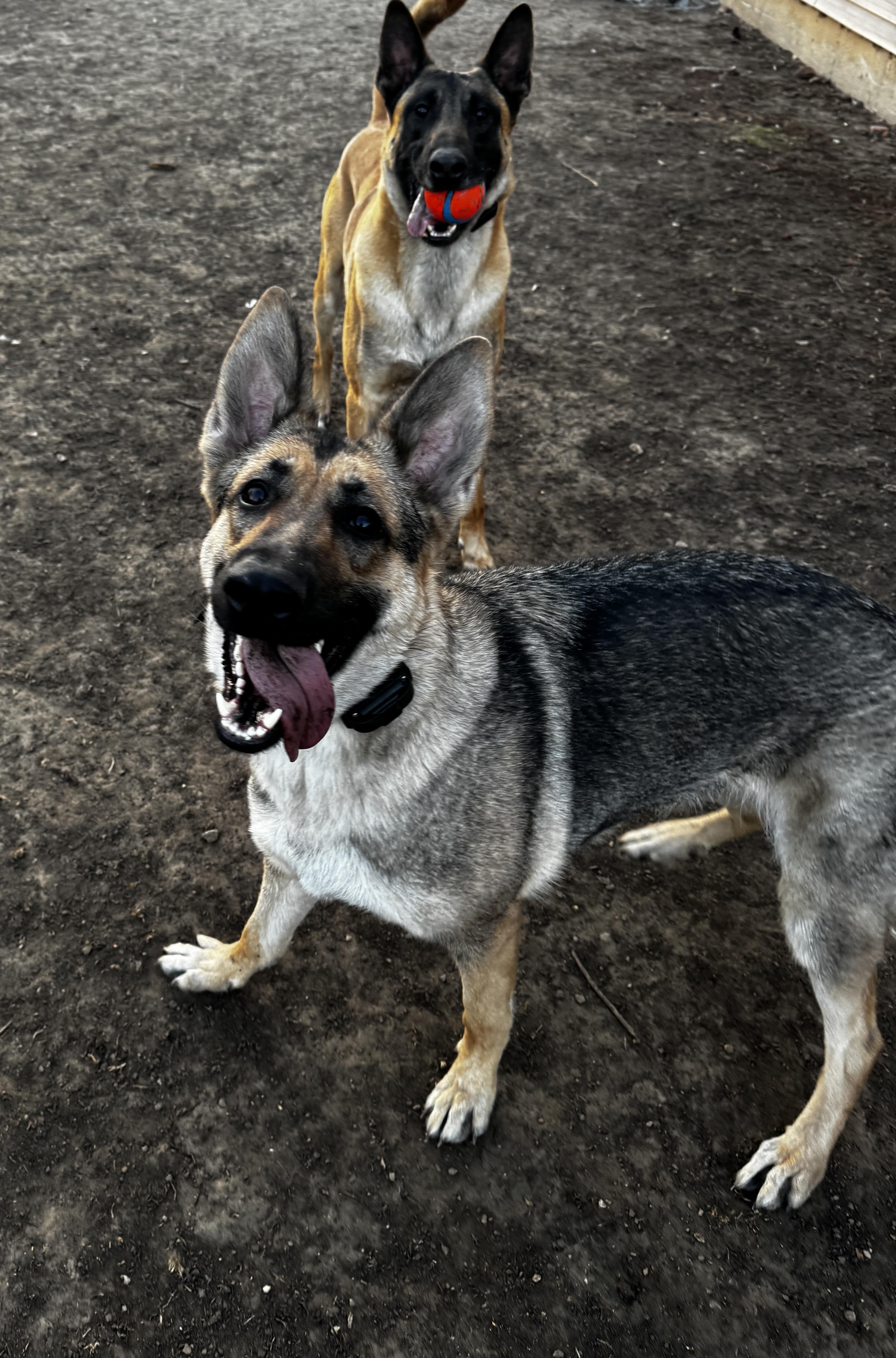 Emma, ADOPTABLE, Young Female German Shepherd Dog.