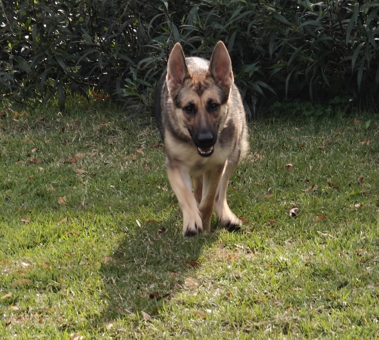 Enlarge Emma, a ADOPTABLE German Shepherd Dog in Kankakee, IL image 2/3