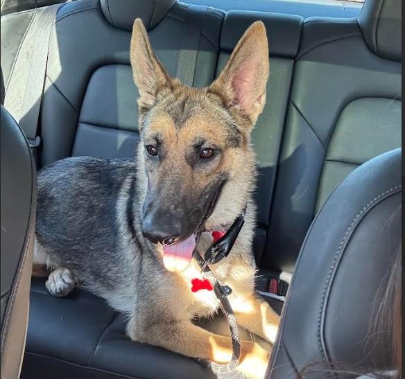 Enlarge Emma, a ADOPTABLE German Shepherd Dog in Kankakee, IL image 1/6