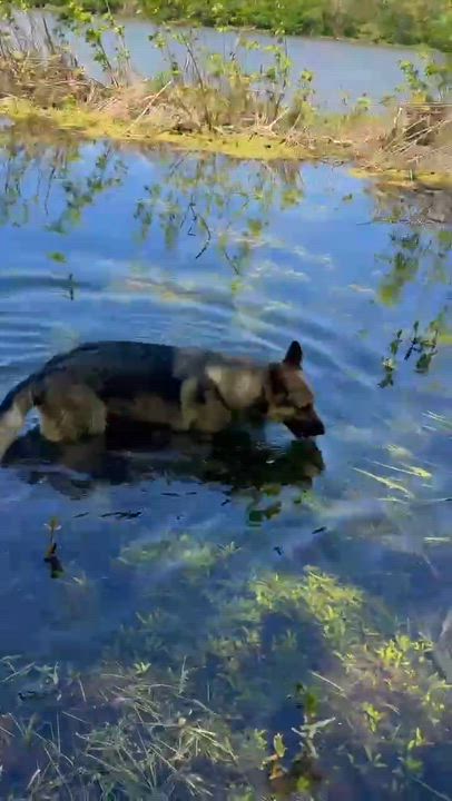 Enlarge Emma, a ADOPTABLE German Shepherd Dog in Kankakee, IL video 6/6
