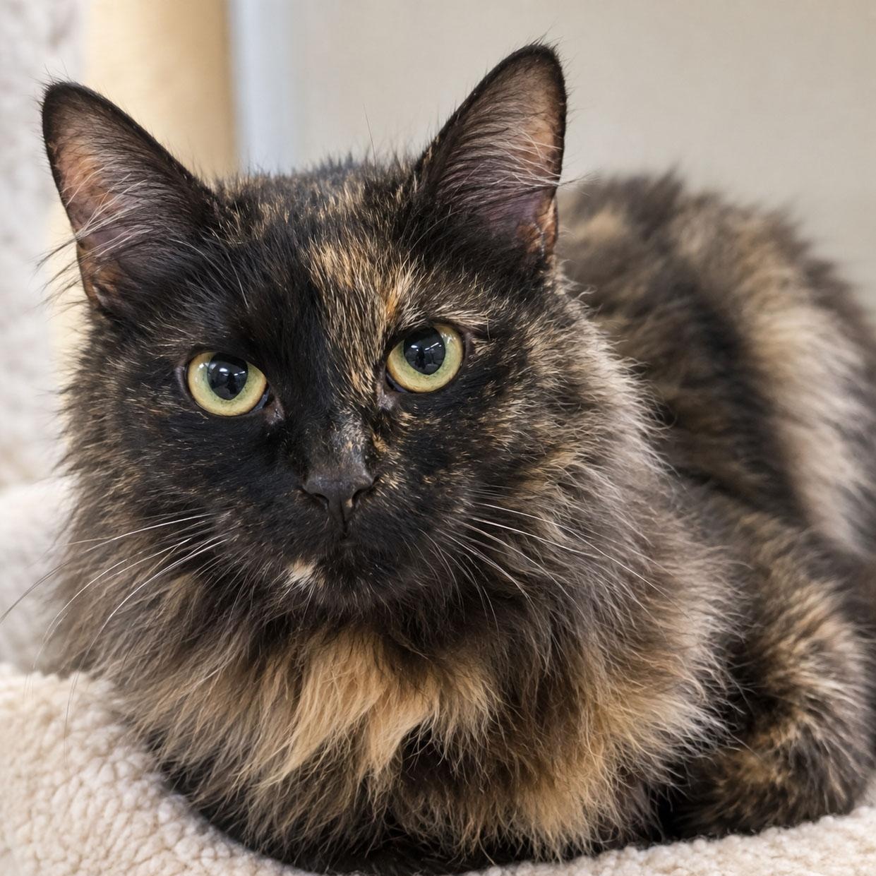 Tory, Adoptable, Young Female Domestic Medium Hair.