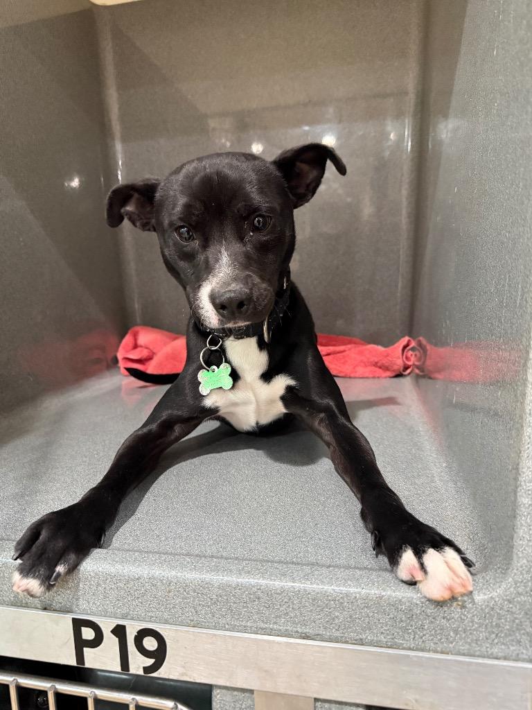 O'Reilly, Adoptable, Puppy Male Terrier.