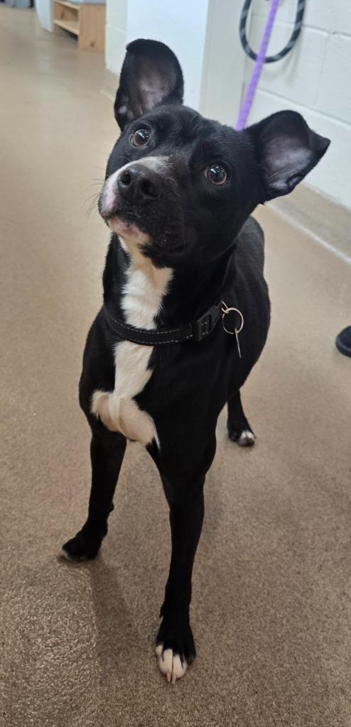 Enlarge O'Reilly, a Adoptable mixed breed in North Syracuse, NY image 2/3