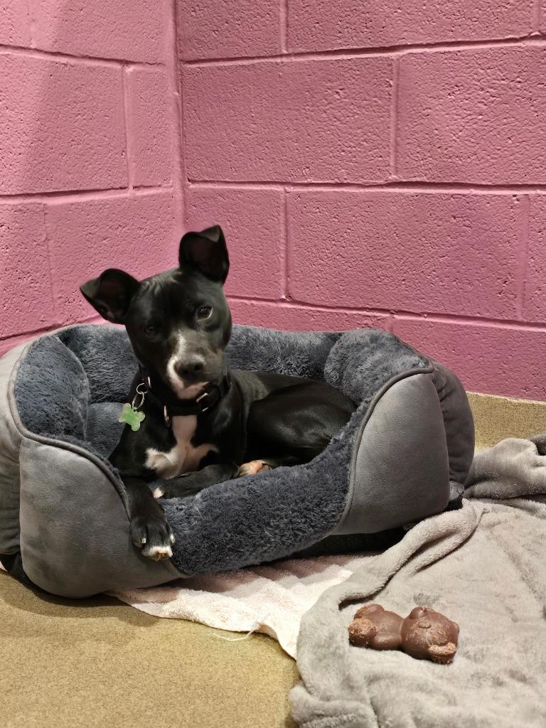 Enlarge O'Reilly, a Adoptable mixed breed in North Syracuse, NY image 3/3