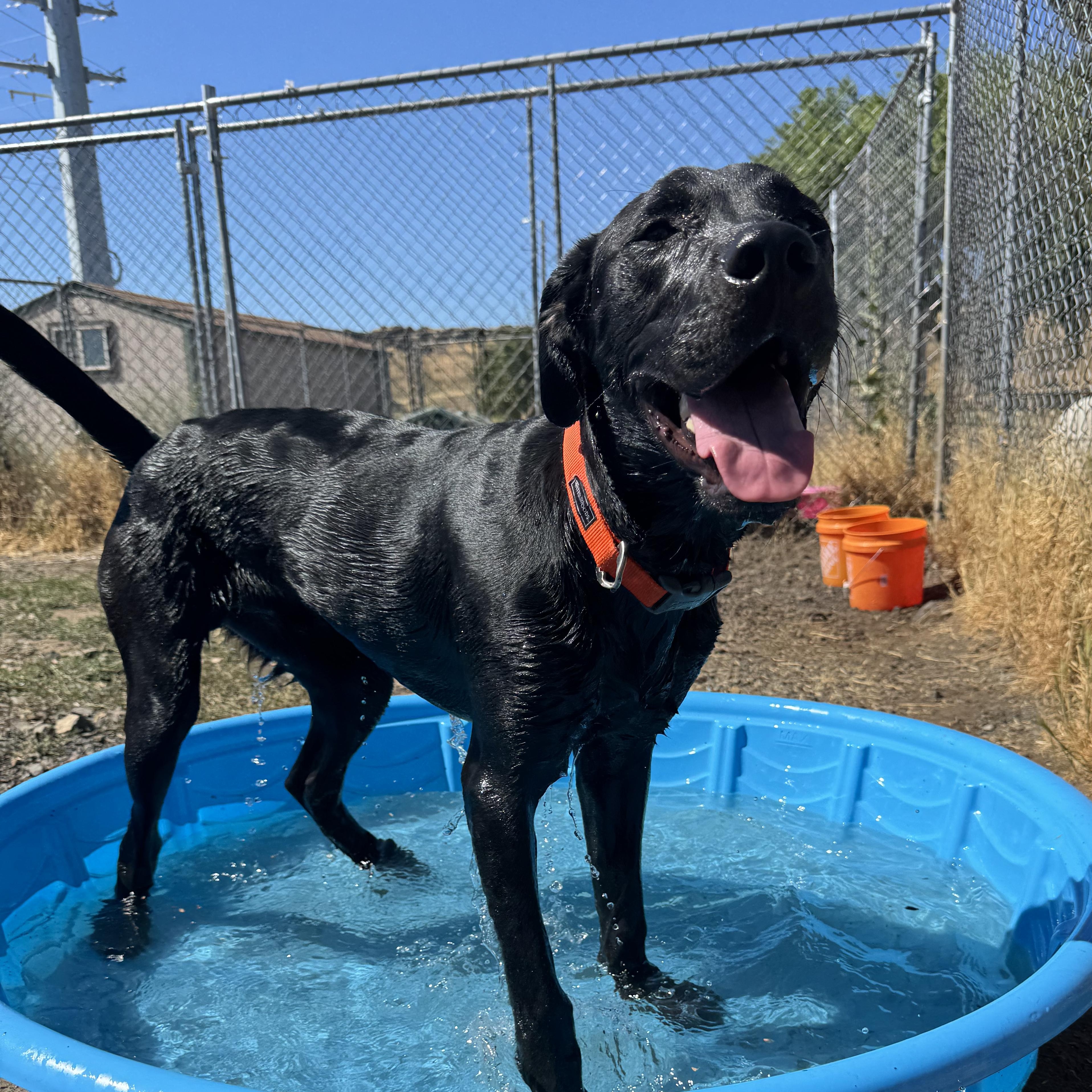 Benny, an adoptable Labrador Retriever in The Dalles, OR, 97058 | Photo Image 2