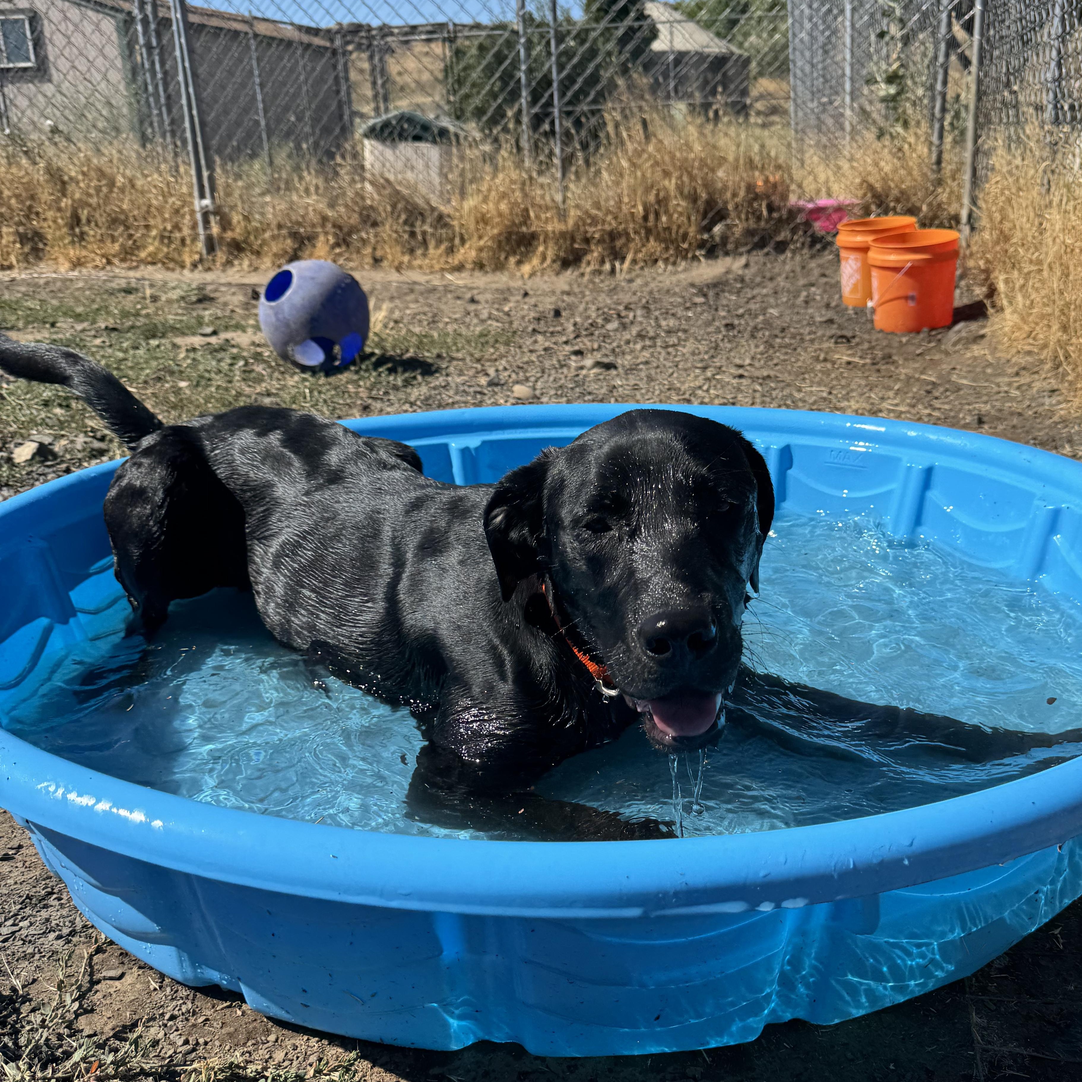 Benny, an adoptable Labrador Retriever in The Dalles, OR, 97058 | Photo Image 1
