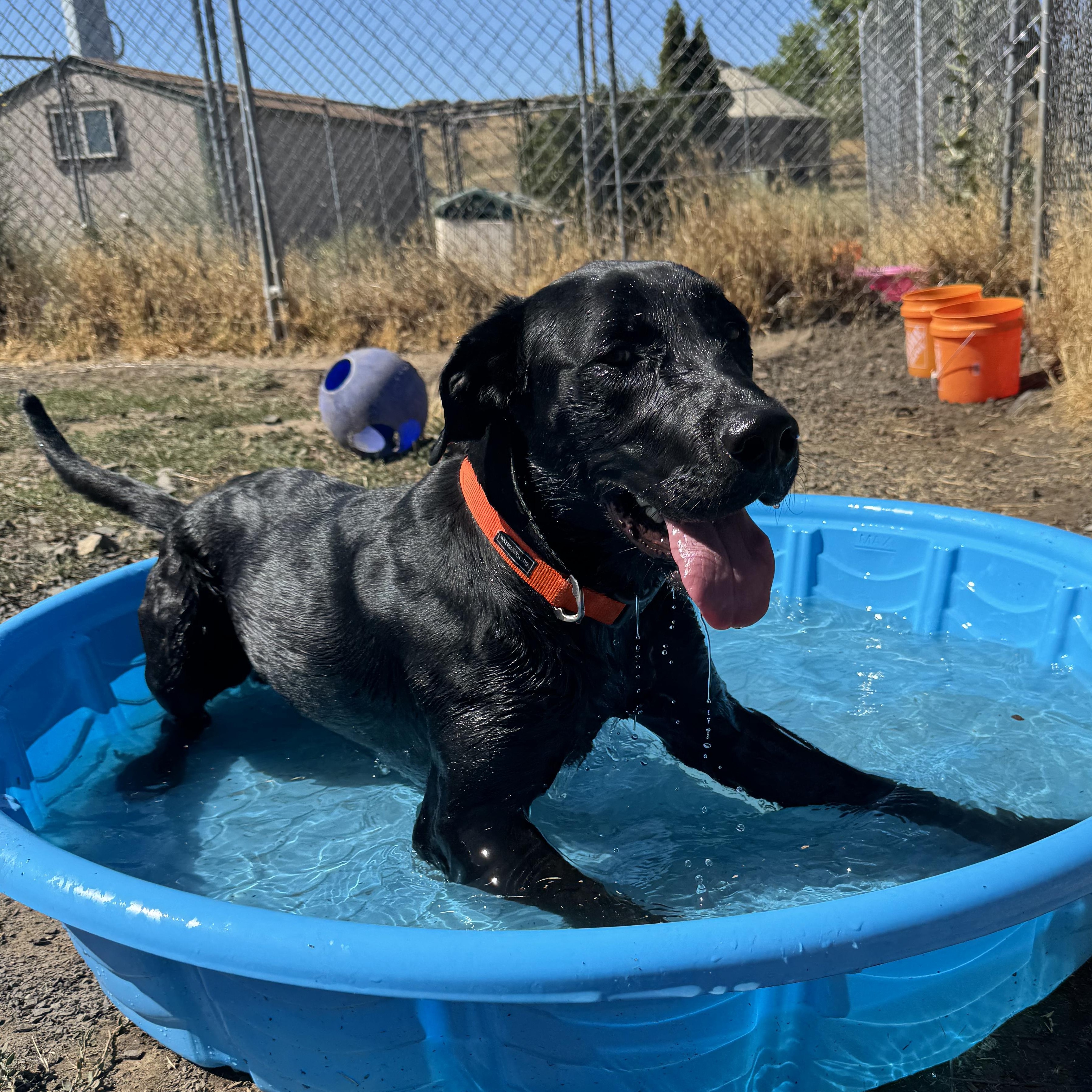 Benny, an adoptable Labrador Retriever in The Dalles, OR, 97058 | Photo Image 3