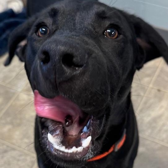 Benny, an adoptable Labrador Retriever in The Dalles, OR, 97058 | Photo Image 4