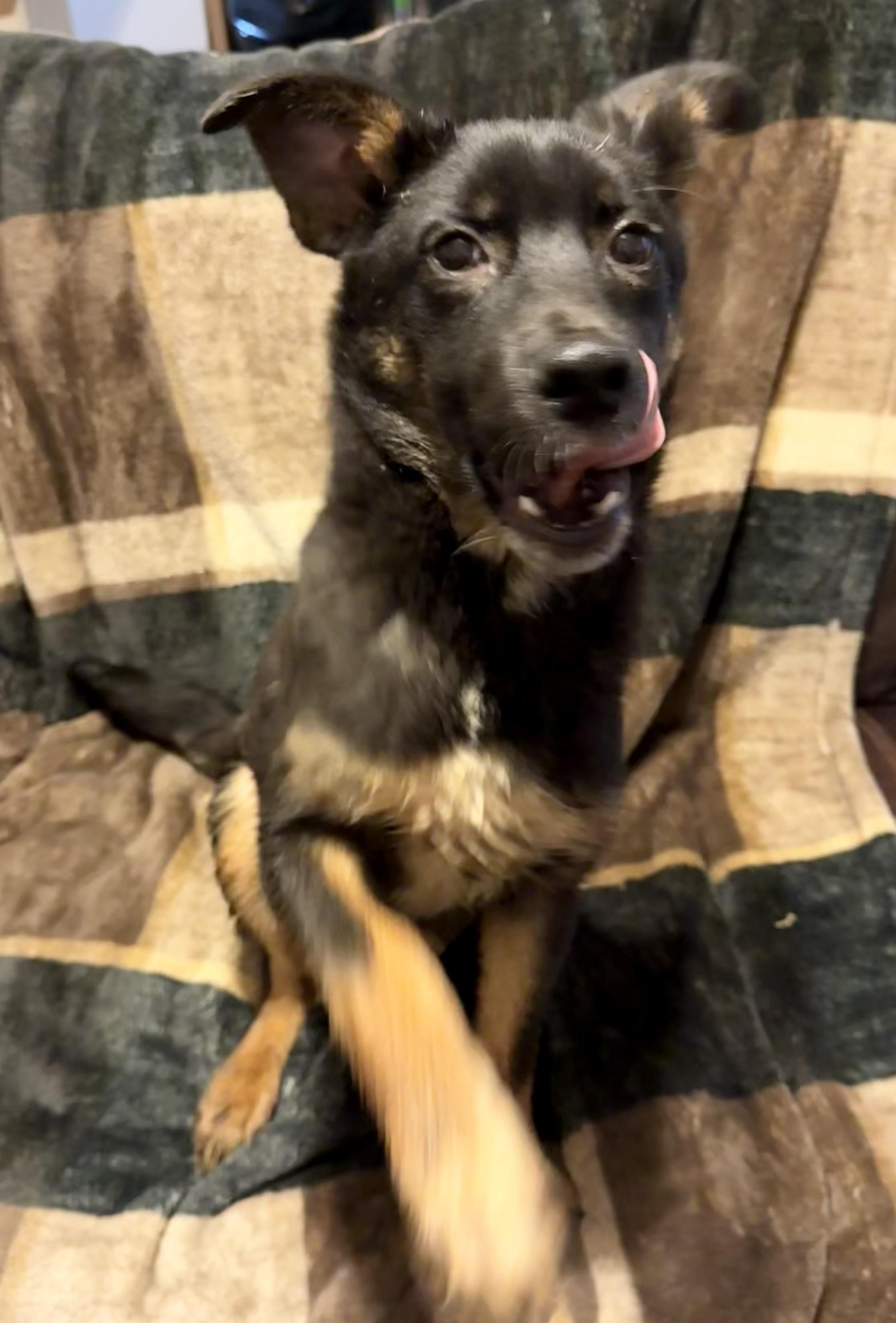 Bruno, a ADOPTABLE mixed breed in Hesperia, CA image 4/4