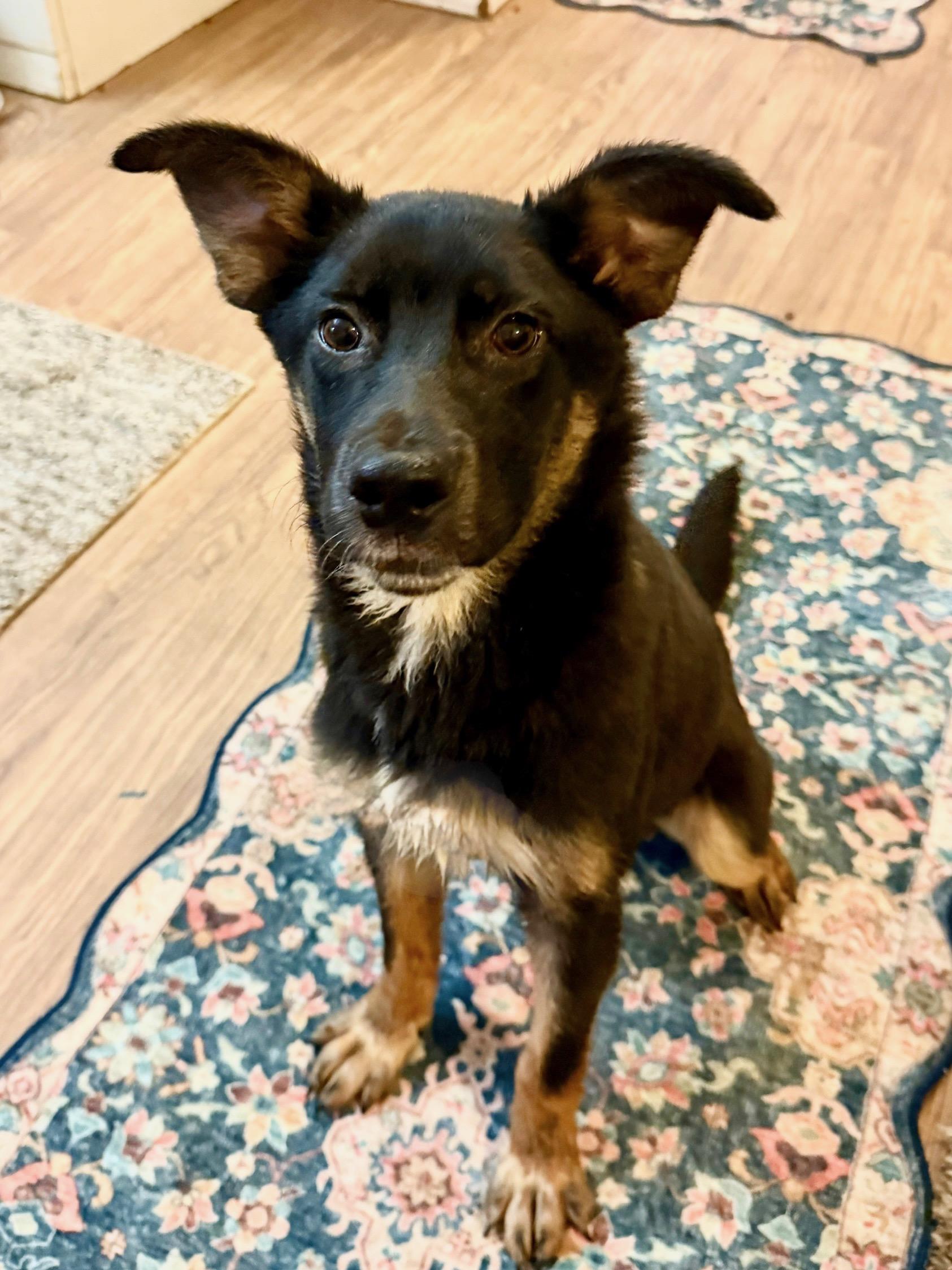 Bruno, a ADOPTABLE mixed breed in Hesperia, CA image 3/4