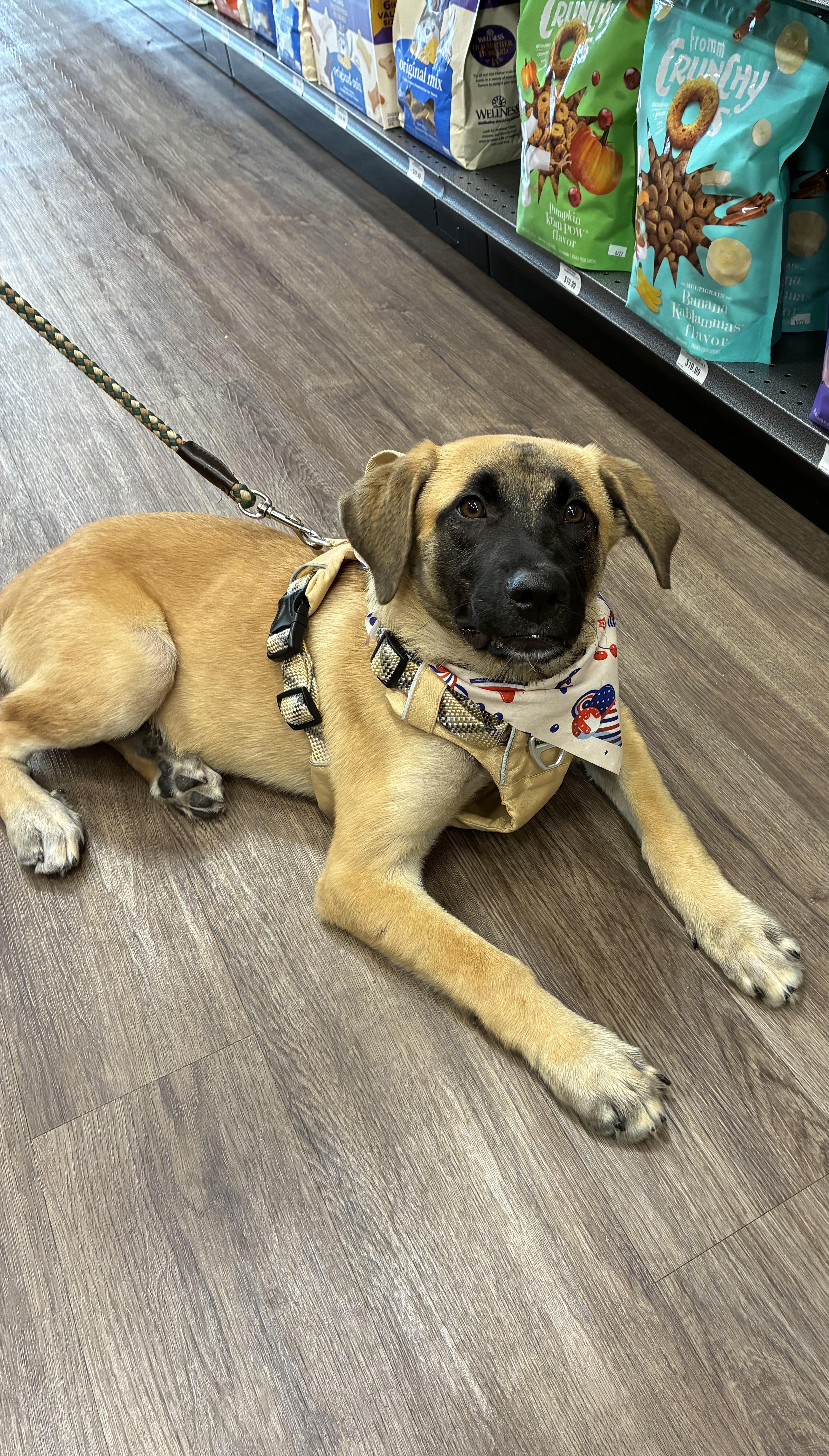 Marsha, ADOPTABLE, Young Female Belgian Shepherd / Malinois & Golden Retriever.