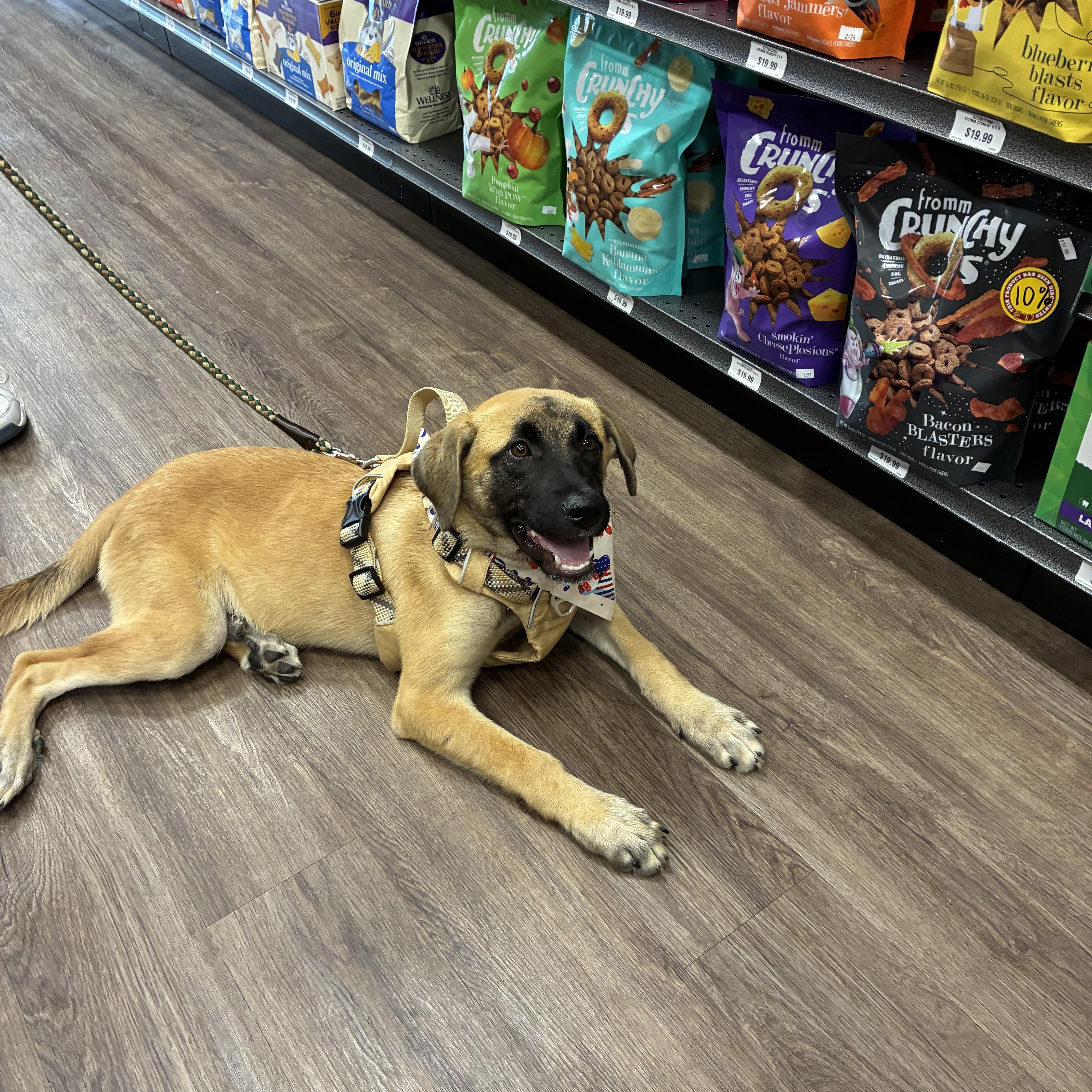 Marsha, a ADOPTABLE mixed breed in Mobile, AL image 5/5