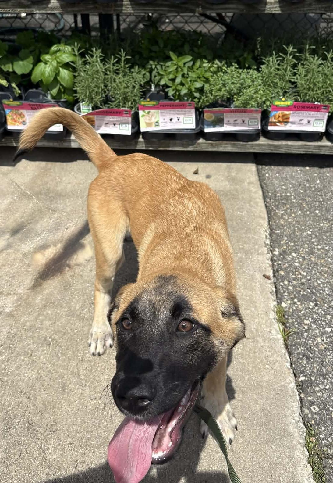Marsha, a ADOPTABLE mixed breed in Mobile, AL image 4/5