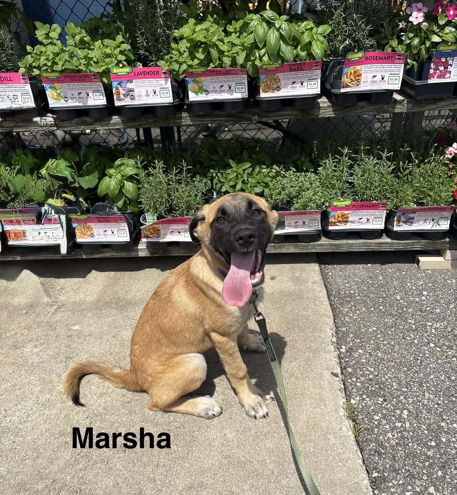 Marsha, a ADOPTABLE mixed breed in Mobile, AL image 3/5