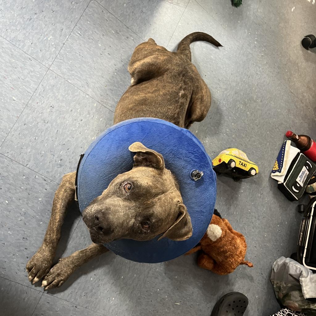 Gargy, a Adoptable Mixed Breed in Gainesville, FL image 1/6