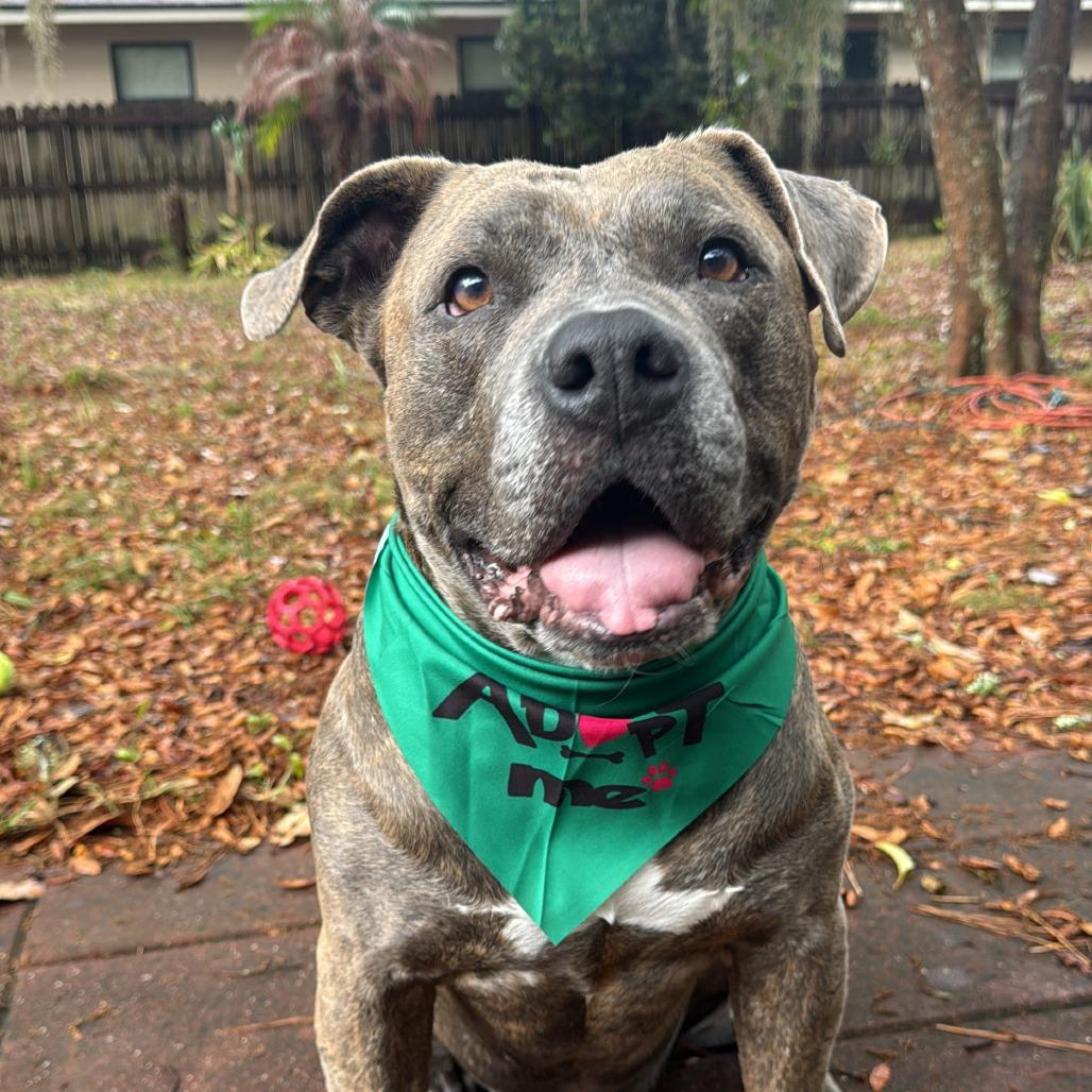 Enlarge Gargy, a Adoptable Mixed Breed in Gainesville, FL image 2/6