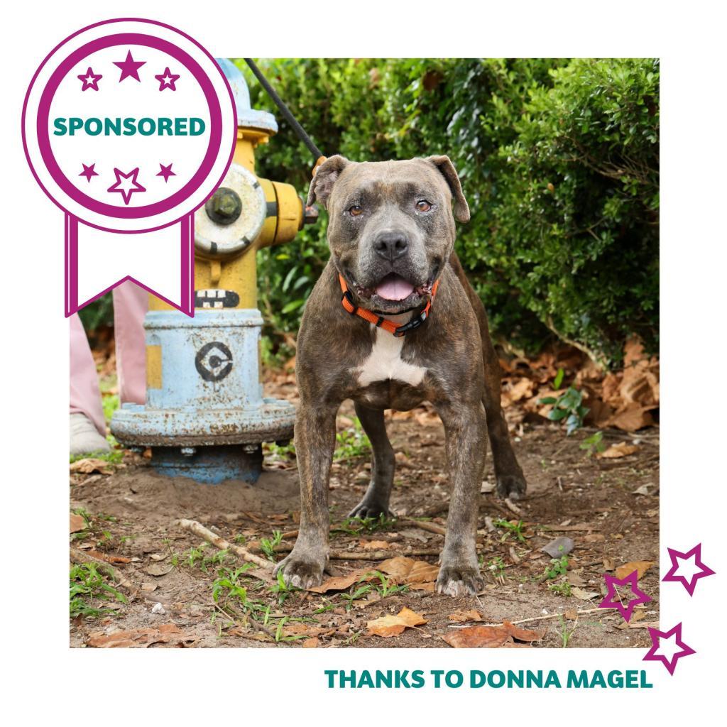 Gargy, a Adoptable Mixed Breed in Gainesville, FL image 2/6