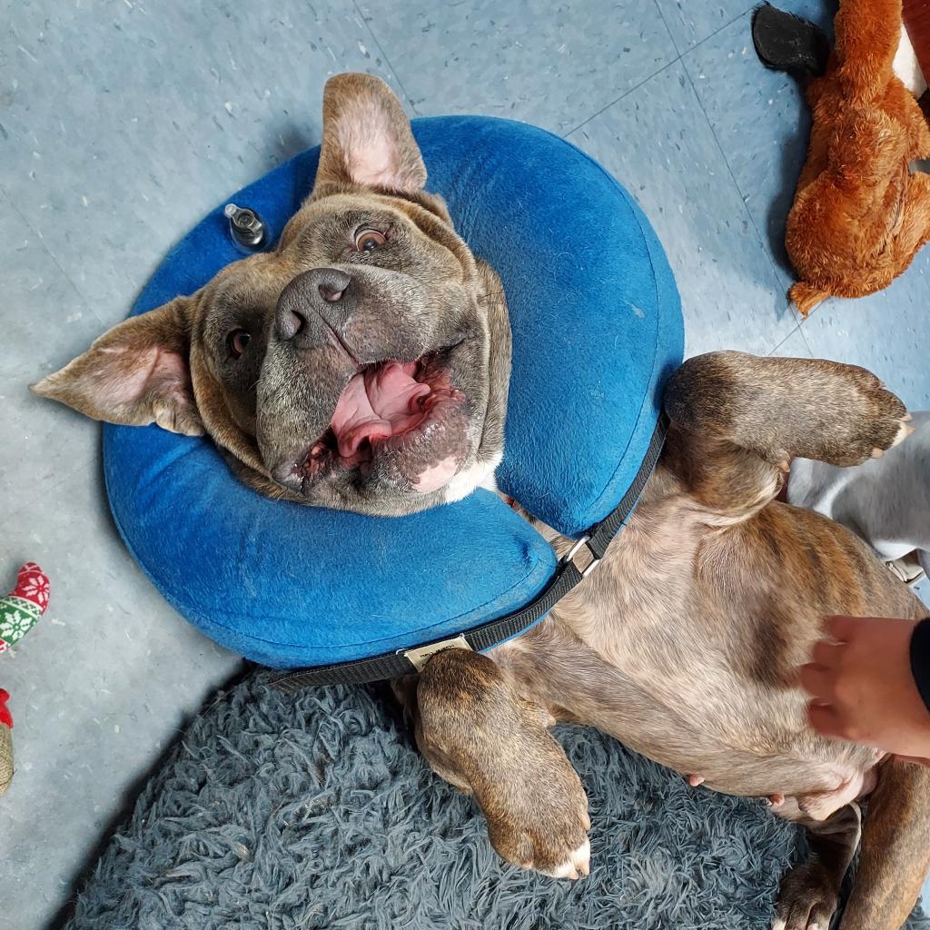 Enlarge Gargy, a Adoptable Mixed Breed in Gainesville, FL image 4/6