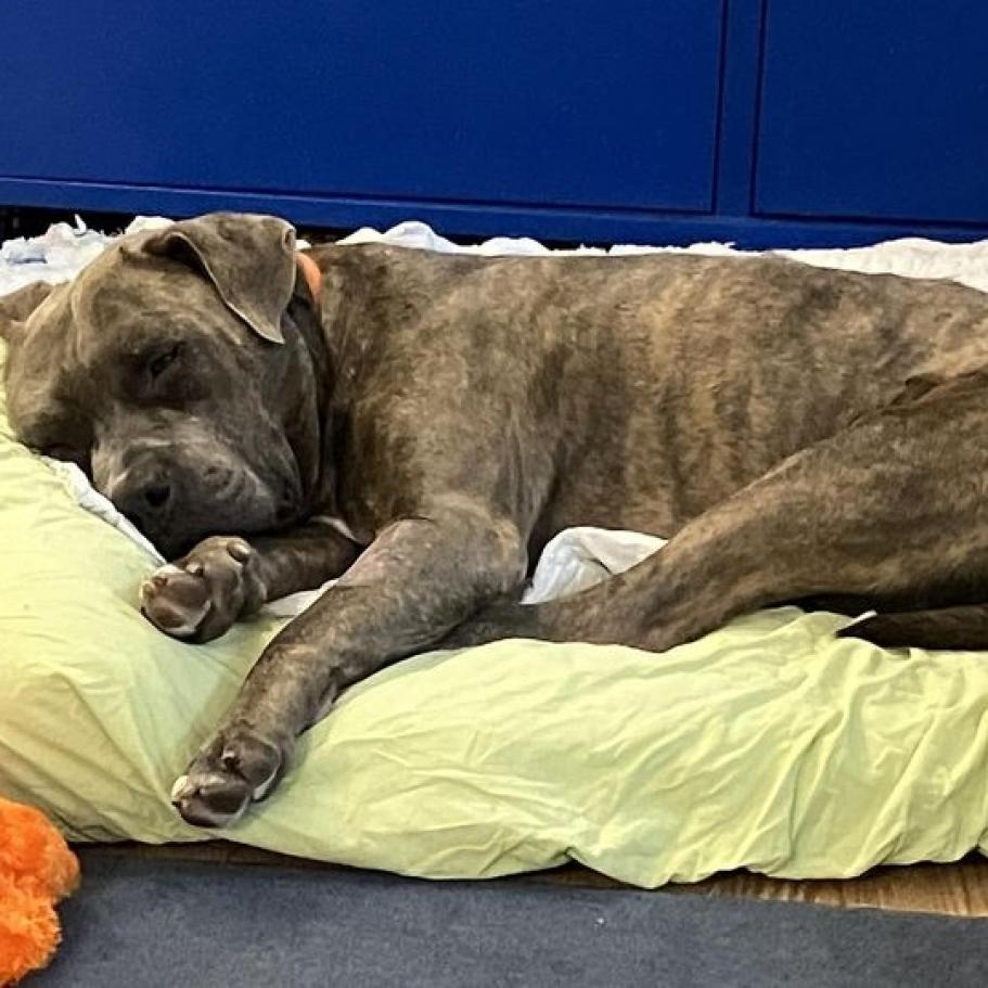 Gargy, a Adoptable Mixed Breed in Gainesville, FL image 4/6