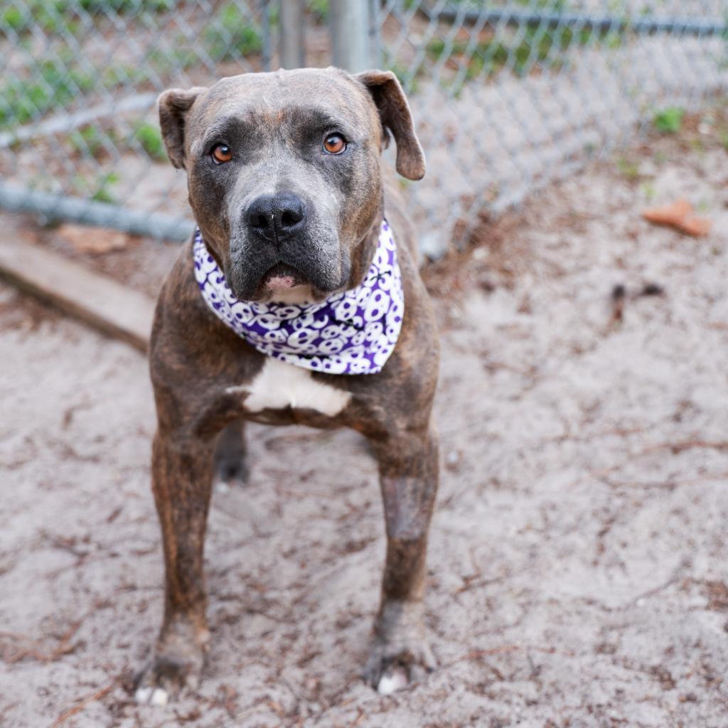 Gargy, a Adoptable Mixed Breed in Gainesville, FL image 5/6