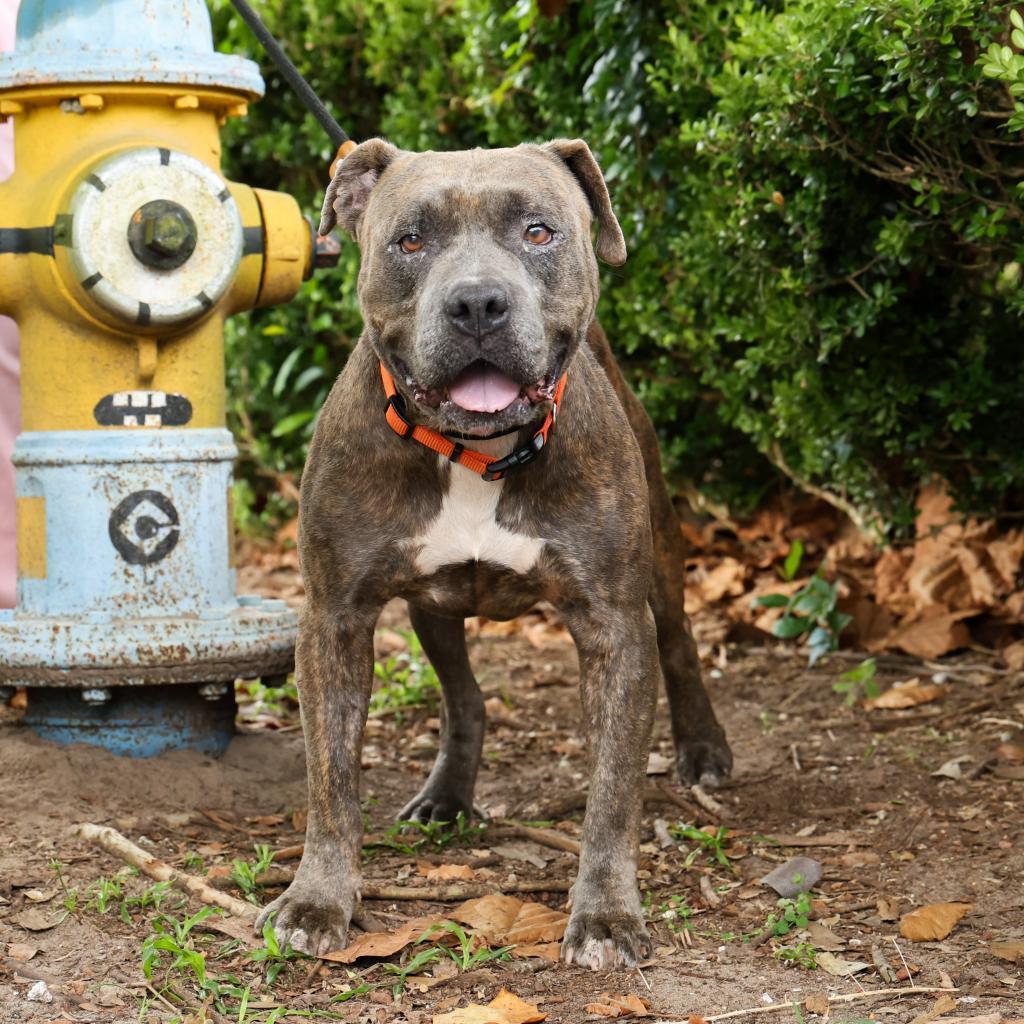 Enlarge Gargy, a Adoptable Mixed Breed in Gainesville, FL image 6/6