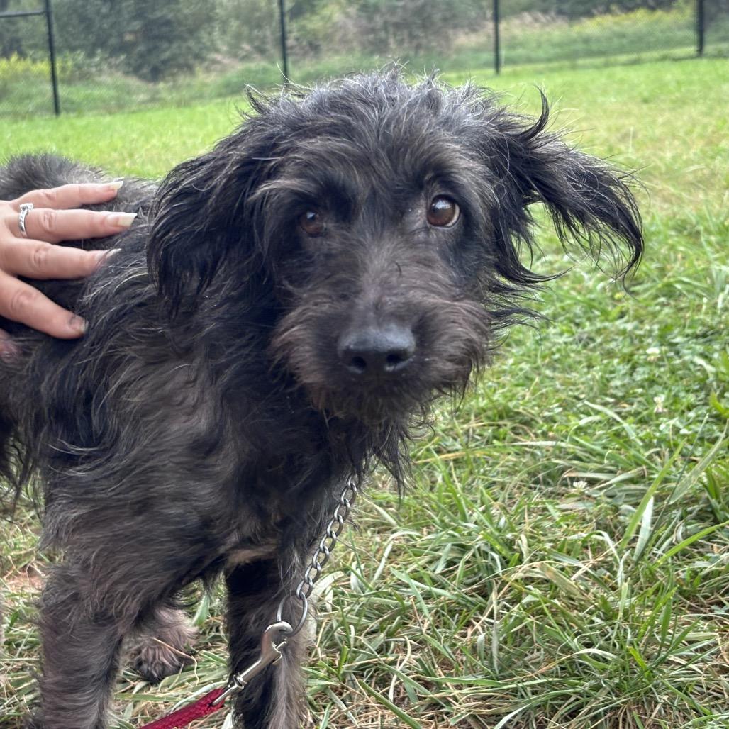 Shockwave, Adoptable, Adult Male Border Collie & Mixed Breed.