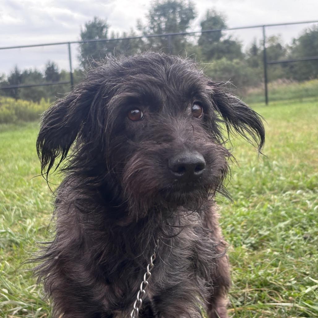 Enlarge Shockwave, a Adoptable mixed breed in York, PA image 2/6