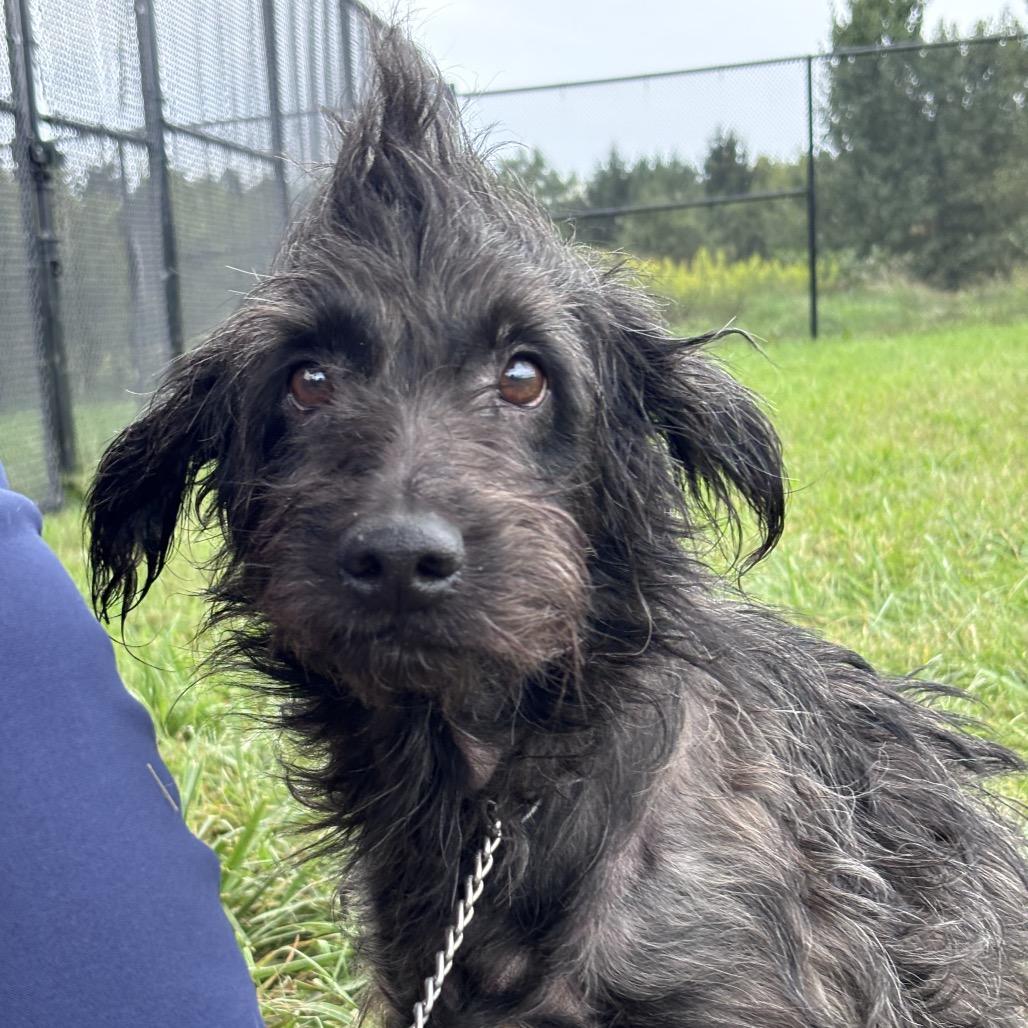Enlarge Shockwave, a Adoptable mixed breed in York, PA image 5/6