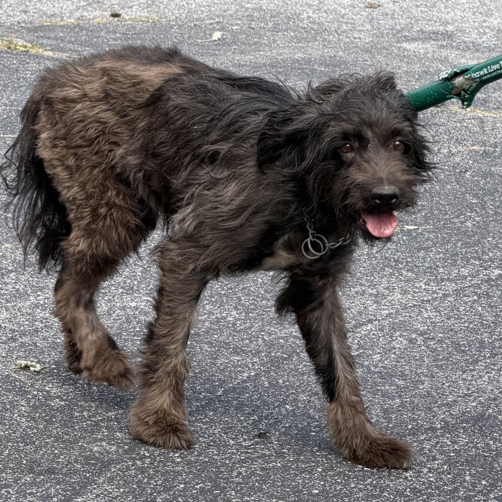 Enlarge Shockwave, a Adoptable mixed breed in York, PA image 6/6