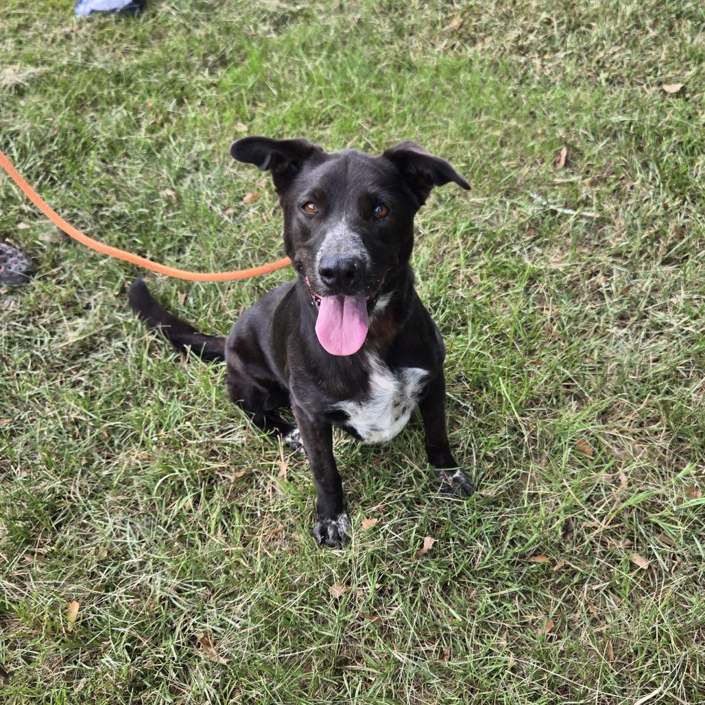 Lottie, Adoptable, Adult Female Collie & Mixed Breed.