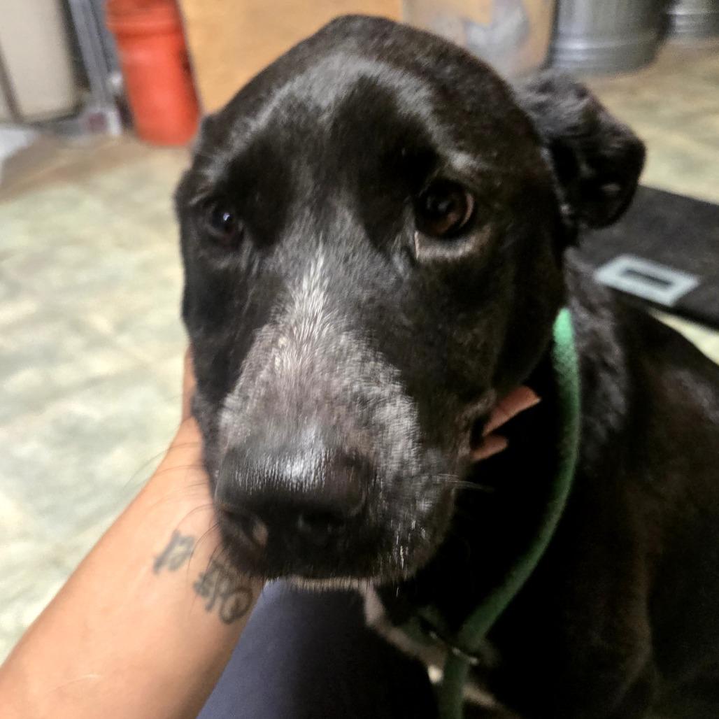 Enlarge Lottie, a Adoptable mixed breed in Tylertown, MS image 3/3